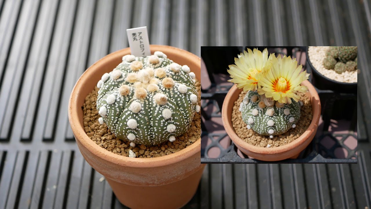 品種紹介 多肉植物 サボテン Astrophytum Asterias アストロフィツム 兜丸 Youtube