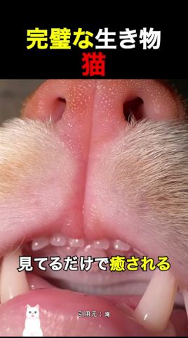 完璧な生き物猫