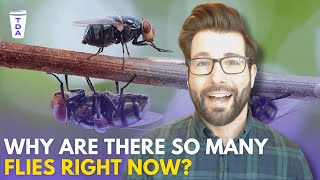 Why are there more flies right now? | The Daily Aus Why Are There So Many Flies Right Now