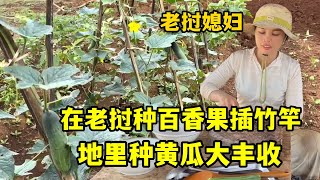 Download Lagu 在老撾套種百香果插竹竿,地裡種的黃瓜大豐收,滿滿的成就感! MP3 Download Lagu 在老撾套種百香果插竹竿,地裡種的黃瓜大豐收,滿滿的成就感! MP3