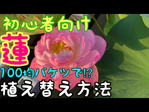 初心者向け蓮の植え付け、株分け方法！100均バケツで簡単栽培！小型の茶碗蓮子植え付け方！ガーデニング