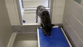 acs A672305