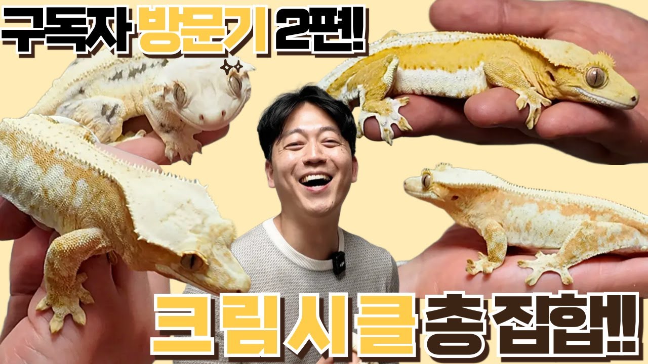 천국인가요? 10년차 브리더도 깜짝놀란 너무 예쁜 크레들이 한가득! 크레팍스 구독자 방문기2편