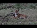 Tiger Hunts Wild Boar in Kabini 🐅