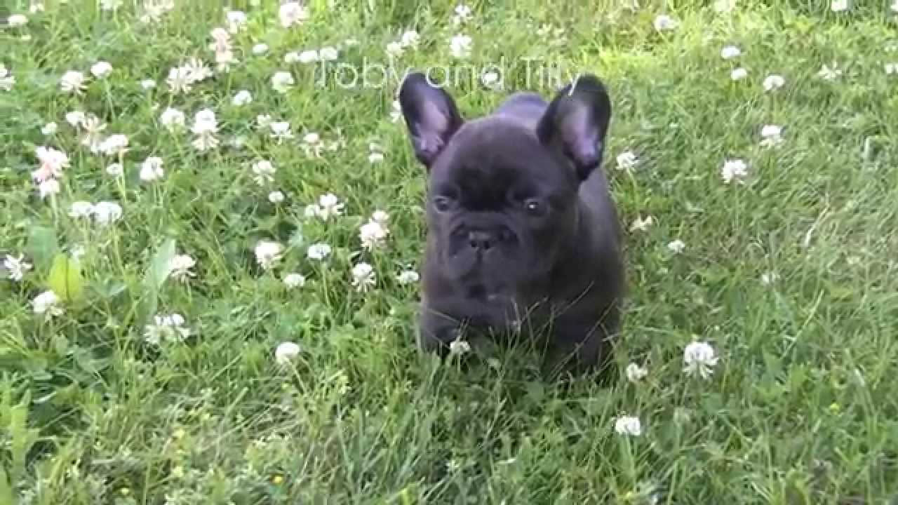 6 week old french bulldog puppies