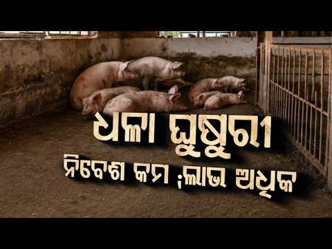 ଧଳା ଘୁଷୁରୀ : ଲାଭ ଅଧିକ | Pig Farming | Success Story Of Angul Entrepreneur Rupan Sahu | Argus News