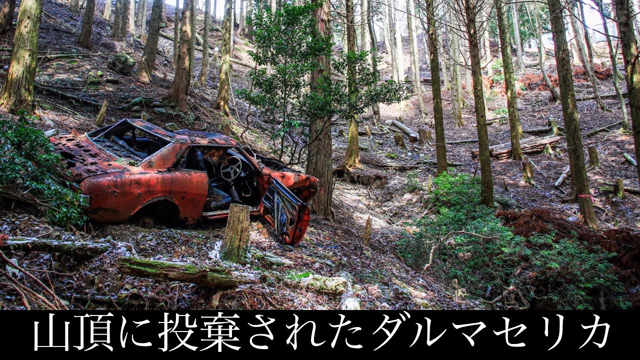 草ヒロ探検　片道1時間半かけて登山をし山頂に眠るダルマセリカの撮影に行きました