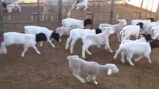 Rancho Las Ardillas, Embriones Dorper Y Dorper Blanco Sudafricanos