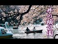 【Cherry blossoms】TOKYO. Inokashira Park 2019  #4K #井の頭公園