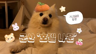 VLOG | 애견동반 군산 숙소 | 군산 호텔나운🐾 | 251002-1003