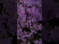#rhododendron #bremen #naturliebe #naturelovers #flowersbeauty