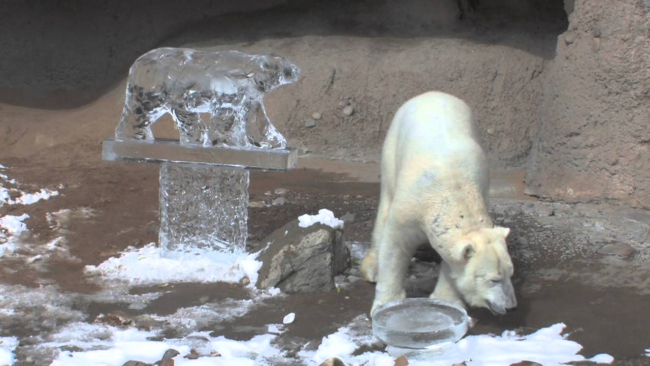 Denver Zoo celebrates International Polar Bear Day YouTube