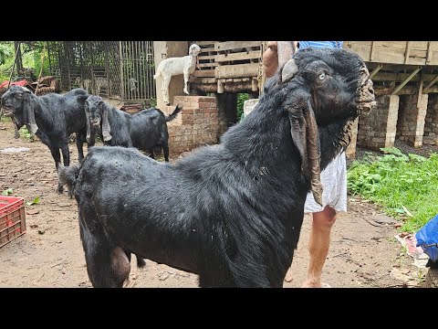 ക്വാളിറ്റി ആടുകൾ വില്പനക്ക്...