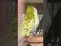 Bugie birds 🦜#trending #birds #viral #shorts #ytshorts #animals