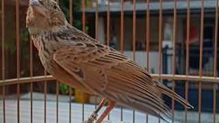 Branjangan javanica jantan ring JKS 15jt saja,, rasa cililin lovebird kenari buka sayap full