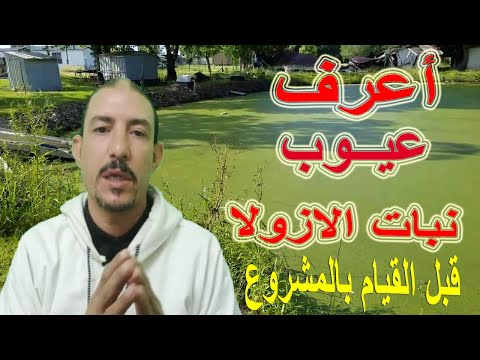 نبات الازولا عيوب ومشاكل نبات الازولا واسباب فشل مشروع الازولا