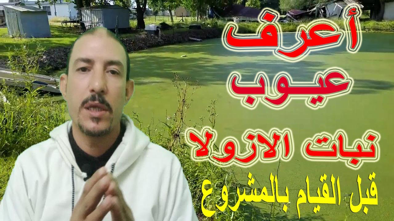 #نبات_الازولا /عيوب ومشاكل نبات الازولا واسباب فشل مشروع الازولا