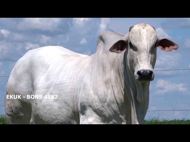 Lote C   Leilão Trio Bonsucesso   Etapa Doadoras