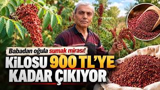 Yabani Sumakları Aşıladı, Şimdi Kilosu 900 Tl’den Satılıyor