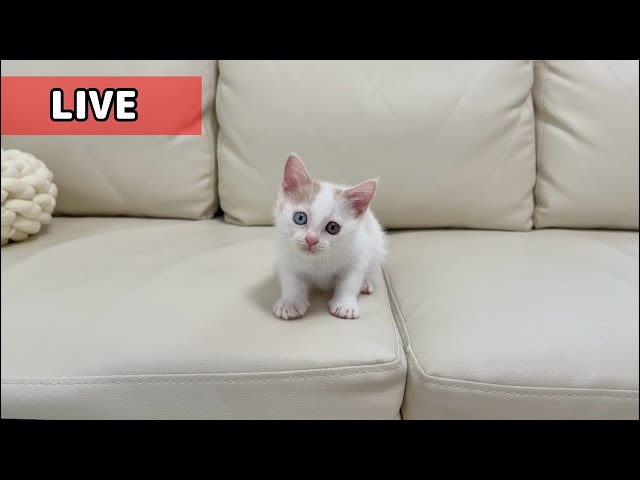 sddefault.jpg?v=692d8b39