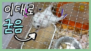 [ENG Sub] Hamster Nana, a gymnast on a barbed wire (Feat.Kkomang)