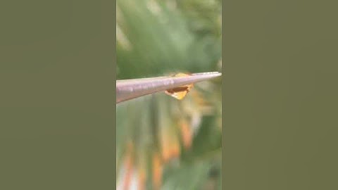 tuocmalin vàng sáng đẹp luôn #gem #ruby #gemstone #love