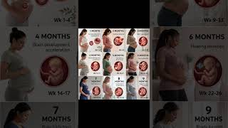 9 Months Pregnancy Journey Explained Month by Month #nursing