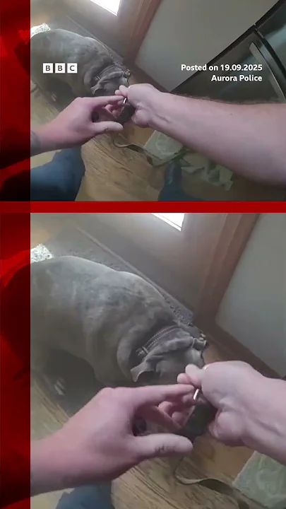 Dog grabs leash before escaping burning house. #Fire #Dog #BBCNews