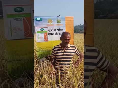 S 1011 Plus पानी में अधिक उपज भी अधिक ,140-145 दिन में पक कर तैयार