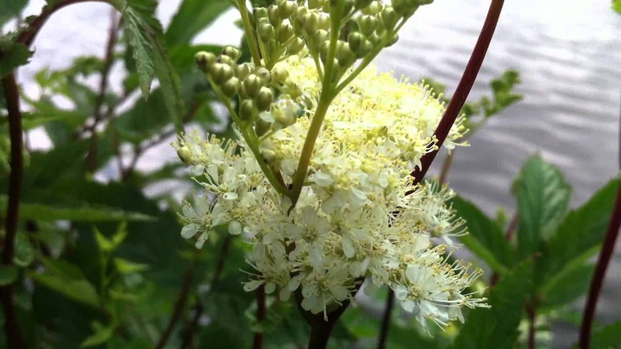 Meadowsweet (Filipendula Ulmaria) / Mead Wort - 2012-06-23
