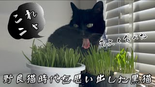 【ASMR】シャキシャキ音🌱元野良猫が猫草を食べる音がすごい！