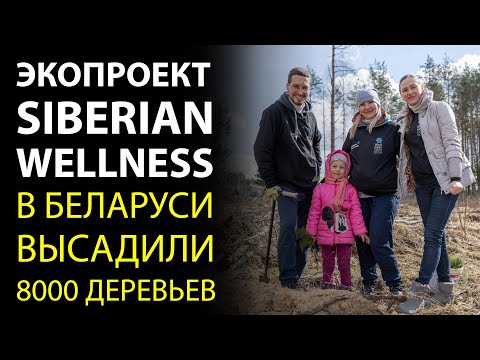 ЭКОпроекты Siberian Wellness. С командой сибирского здоровья Беларуси высадили 8000 деревьев