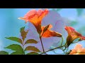 Flower Season Landscape (HD1080p)