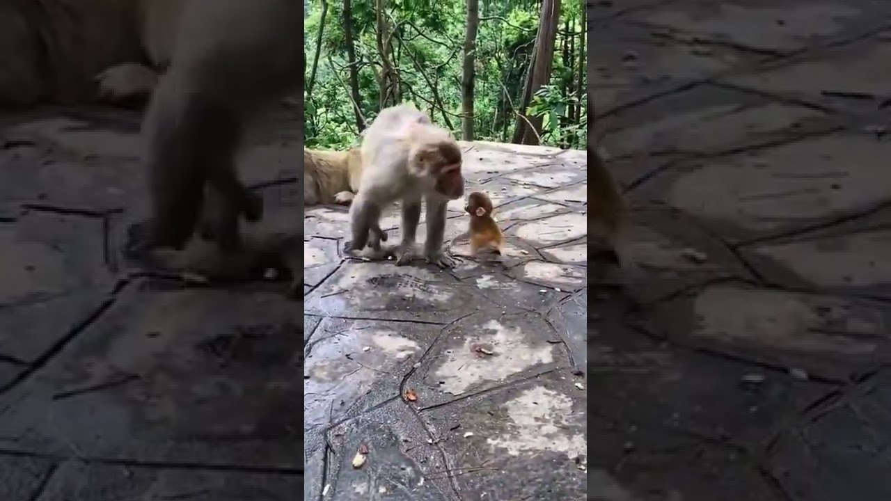 monkey baby got the wrong mother and got a slap 