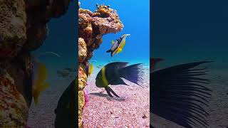 Colorful Underwater Paradise 🌊🐠 | Stunning Marine Life Moments” #fish #underwaterworld #marinefish