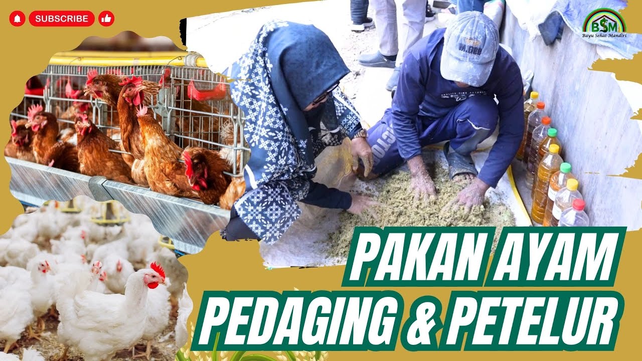 PRAKTEK MEMBUAT PAKAN AYAM PEDAGING DAN PETELUR #H1 BANYUWANGI