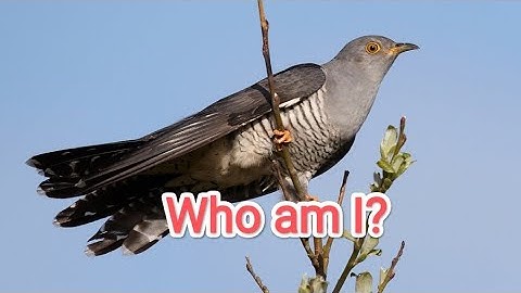 Who am I? Class 3 | EVS chapter 8 |Flying high..| Puzzles..| Reasoning #class3 #evs Cuckoo or koel