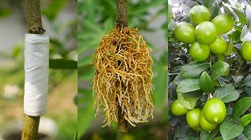 Propagate Lemon Tree by Air layering with Tissue paper - Very effective method