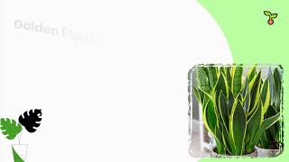 How To Care And Have Gold Flame Snake Plant (2021)