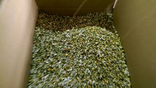 Processing line for dry chamomile