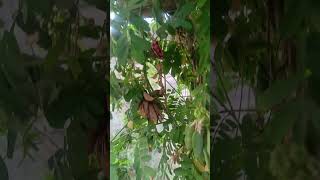ma garden lo guthulu guthuluga guriginjalu ##gardening #garden #guriginja #vasthu #shorts
