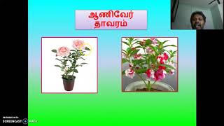 வன்தண்டு, மென்தண்டு/ ஆணிவேர் , சல்லி வேர்                                  ( அறிவியல் -ஆண்டு 1)