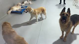Beautiful Dogs, Animal Shelter, Pets training facilities, dog lovers