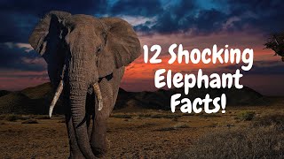 12 Shocking Elephant Facts You Never Knew