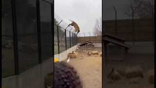 🐯 Tiger climbs into another enclosure at the zoo