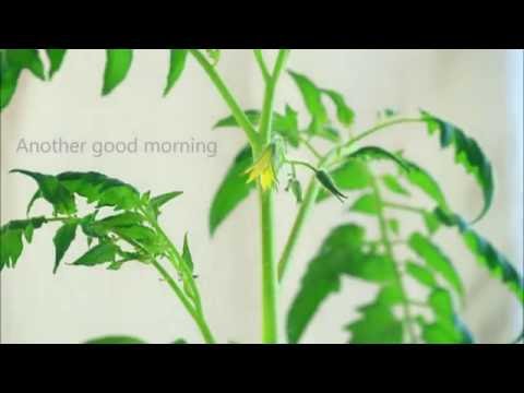 Video: Tomato Formation