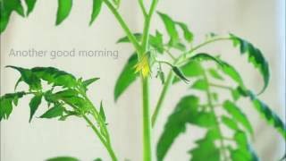 My first tomato plant having its flower.also check out seedling forest
time lapse! https://www./watch?v=q6klq47keh0music: hear the noise ...
