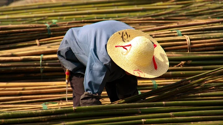 China's INSANE NEW Bamboo Farming Techniques - DayDayNews