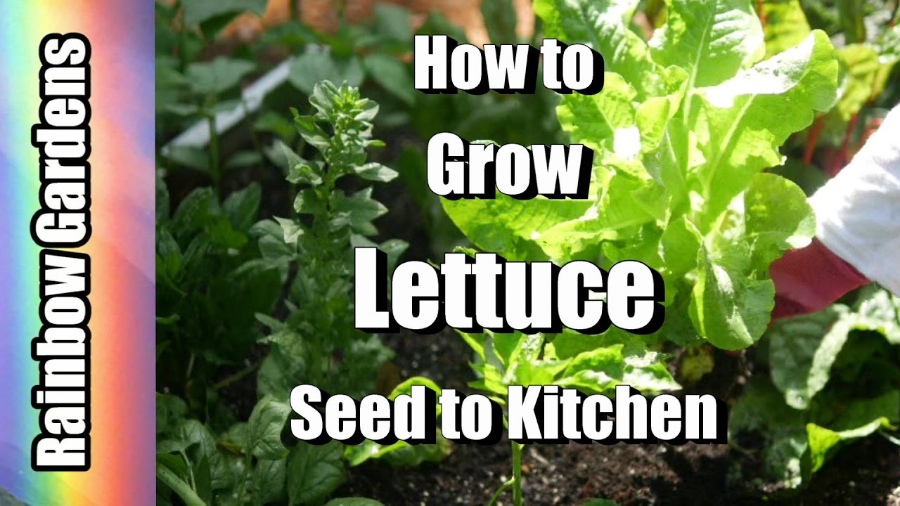 How to Grow Lettuce Seed to Kitchen! Planting, Bolting, Harvesting
