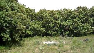 MVI_4196.AVI
